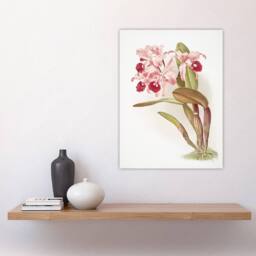 "Artery8 Frederick Sander Cattleya Lawrenceana Orchid Flowers Wall Art Print - Size: W12"" x H16""" - thumbnail 4