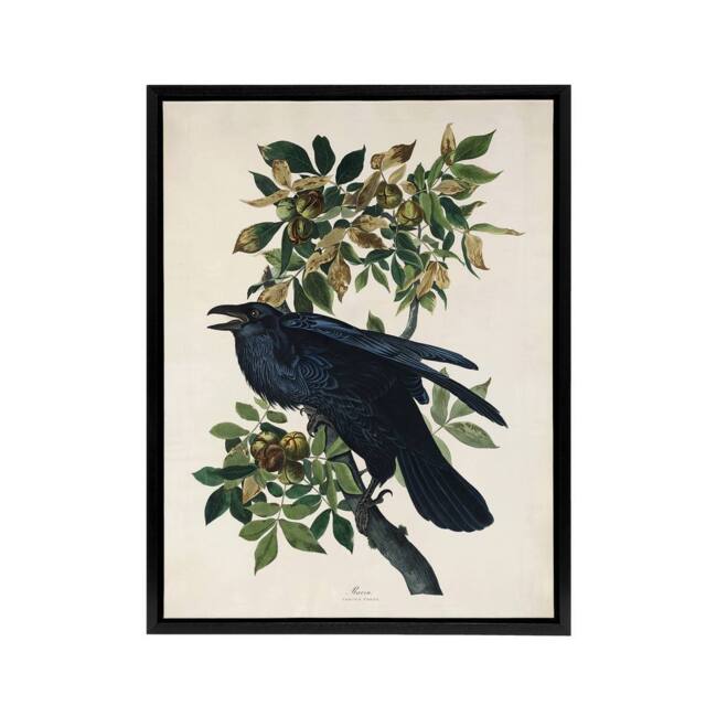 "Artery8 Birds of America Raven Audubon Nature Black Framed Canvas Wall Art in White - Size: W12"" x H16""" - image 1