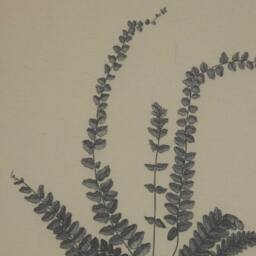 Sostter Beaded Frame Spleenwort Fern Wall Art in Linen in Cream - thumbnail 2