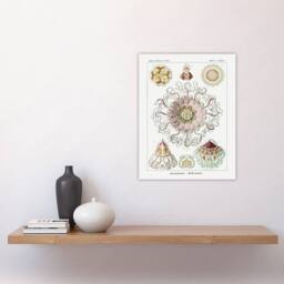 "Artery8 Vintage Jellyfish Ocean Marine Haeckel Botanical Wall Art Print Poster in White - Size: W12"" x H16""" - thumbnail 4