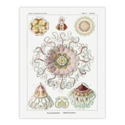 "Artery8 Vintage Jellyfish Ocean Marine Haeckel Botanical Wall Art Print Poster in White - Size: W12"" x H16""" - thumbnail 1