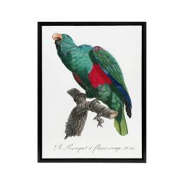 "Artery8 Eclectus Roratus Parrot Francois Levaillant Framed Canvas Wall Art in White - Size: W12"" x H16""" - thumbnail 1
