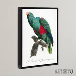 "Artery8 Eclectus Roratus Parrot Francois Levaillant Framed Canvas Wall Art in White - Size: W12"" x H16""" - thumbnail 2
