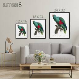 "Artery8 Eclectus Roratus Parrot Francois Levaillant Framed Canvas Wall Art in White - Size: W12"" x H16""" - thumbnail 4