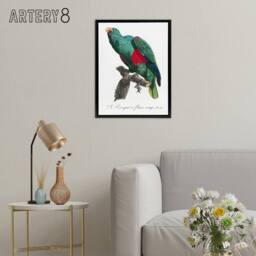 "Artery8 Eclectus Roratus Parrot Francois Levaillant Framed Canvas Wall Art in White - Size: W12"" x H16""" - thumbnail 3