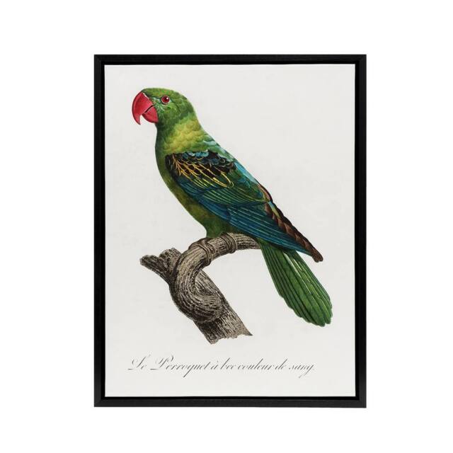 "Artery8 The Great Billed Parrot Francois Levaillant Framed Canvas Wall Art in White - Size: W12"" x H16""" - image 1