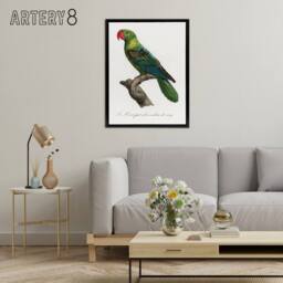 "Artery8 The Great Billed Parrot Francois Levaillant Framed Canvas Wall Art in White - Size: W12"" x H16""" - thumbnail 3