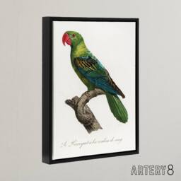 "Artery8 The Great Billed Parrot Francois Levaillant Framed Canvas Wall Art in White - Size: W12"" x H16""" - thumbnail 2
