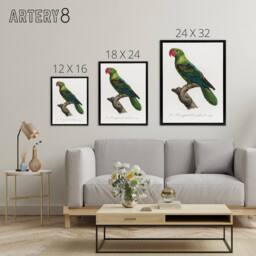 "Artery8 The Great Billed Parrot Francois Levaillant Framed Canvas Wall Art in White - Size: W12"" x H16""" - thumbnail 4