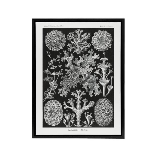 "Artery8 Lichen Species Vintage Haeckel Botanical Black Framed Canvas Wall Art - Size: W12"" x H16""" - image 1