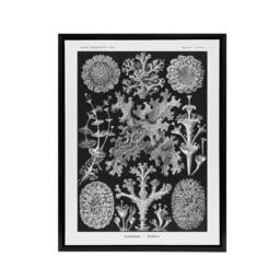 "Artery8 Lichen Species Vintage Haeckel Botanical Black Framed Canvas Wall Art - Size: W12"" x H16""" - thumbnail 1