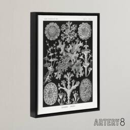 "Artery8 Lichen Species Vintage Haeckel Botanical Black Framed Canvas Wall Art - Size: W12"" x H16""" - thumbnail 2
