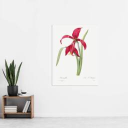 "Artery8 Amaryllis Flower Floral Redoute Vintage Wall Art Print Poster in White - Size: W12"" x H16""" - thumbnail 4