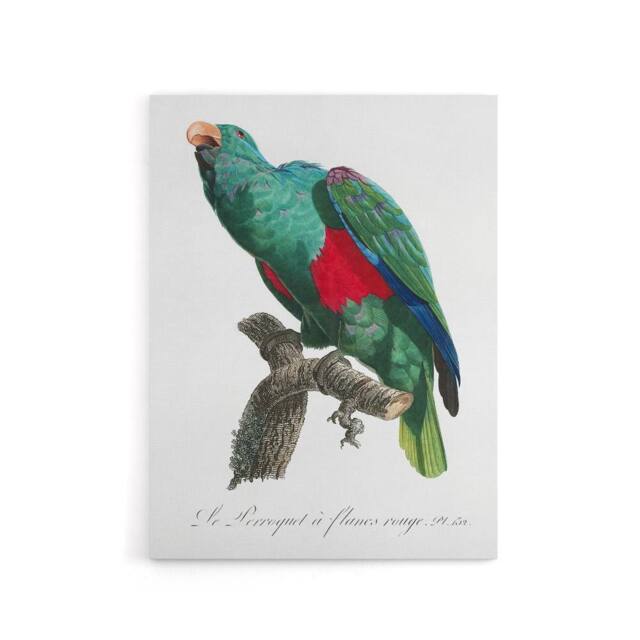 "Artery8 Eclectus Roratus Parrot Francois Levaillant Canvas Wall Art Print in White - Size: W12"" x H16""" - image 1