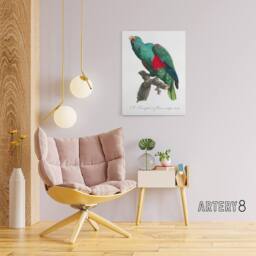"Artery8 Eclectus Roratus Parrot Francois Levaillant Canvas Wall Art Print in White - Size: W12"" x H16""" - thumbnail 3