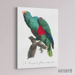 "Artery8 Eclectus Roratus Parrot Francois Levaillant Canvas Wall Art Print in White - Size: W12"" x H16""" - thumbnail 2