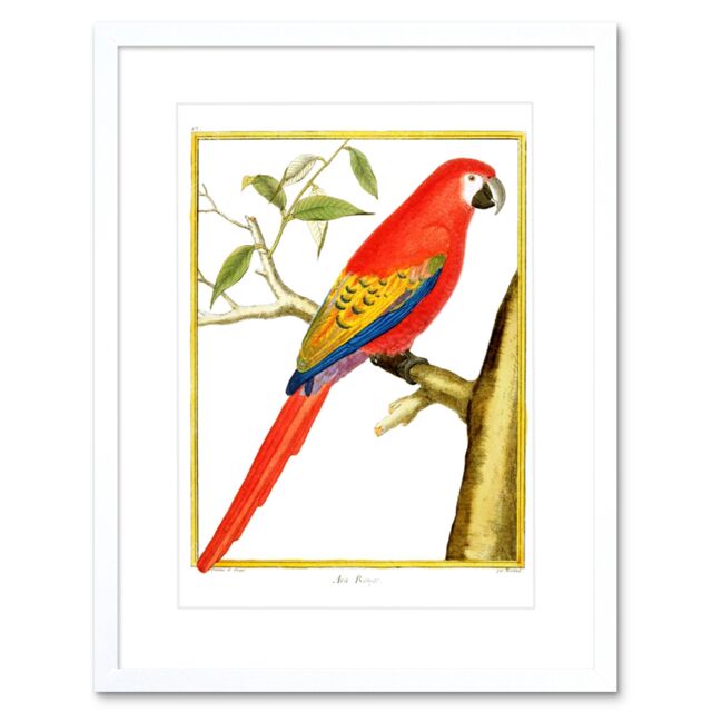 "Artery8 Wall Art Print Bird Red Parrot Art Framed 9x7 inch in White - Size: W7"" x H9""" - image 1
