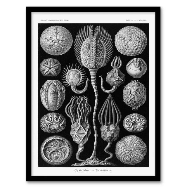 Artery8 Ernst Haeckel Framed Wall Art Print Cystoidea Pouch Stars Marine Life in Black - Size: A4 - image 1