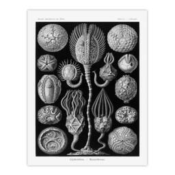 Artery8 Ernst Haeckel Framed Wall Art Print Cystoidea Pouch Stars Marine Life in Black - Size: A4 - thumbnail 3