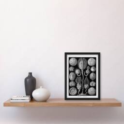 Artery8 Ernst Haeckel Framed Wall Art Print Cystoidea Pouch Stars Marine Life in Black - Size: A4 - thumbnail 2