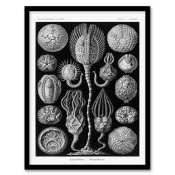 Artery8 Ernst Haeckel Framed Wall Art Print Cystoidea Pouch Stars Marine Life in Black - Size: A4 - thumbnail 1