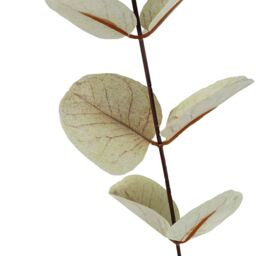 Leaf 80cm Artificial White Eucalyptus Foliage Stem - thumbnail 5