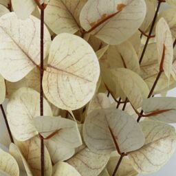 Leaf 80cm Artificial White Eucalyptus Foliage Stem - thumbnail 3