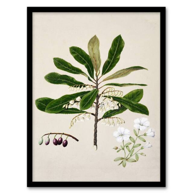 Artery8 Sarah Featon Framed Wall Art New Zealand Rauhuia & Hinau Flowers in Beige - Size: A4 - image 1