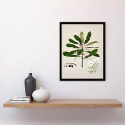 Artery8 Sarah Featon Framed Wall Art New Zealand Rauhuia & Hinau Flowers in Beige - Size: A4 - thumbnail 2