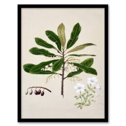 Artery8 Sarah Featon Framed Wall Art New Zealand Rauhuia & Hinau Flowers in Beige - Size: A4 - thumbnail 1