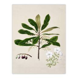 Artery8 Sarah Featon Framed Wall Art New Zealand Rauhuia & Hinau Flowers in Beige - Size: A4 - thumbnail 3