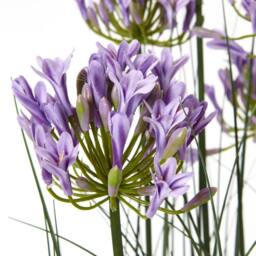 Wyld Haus 120cm Artificial Purple Agapanthus Plant in Pot in Green - thumbnail 2