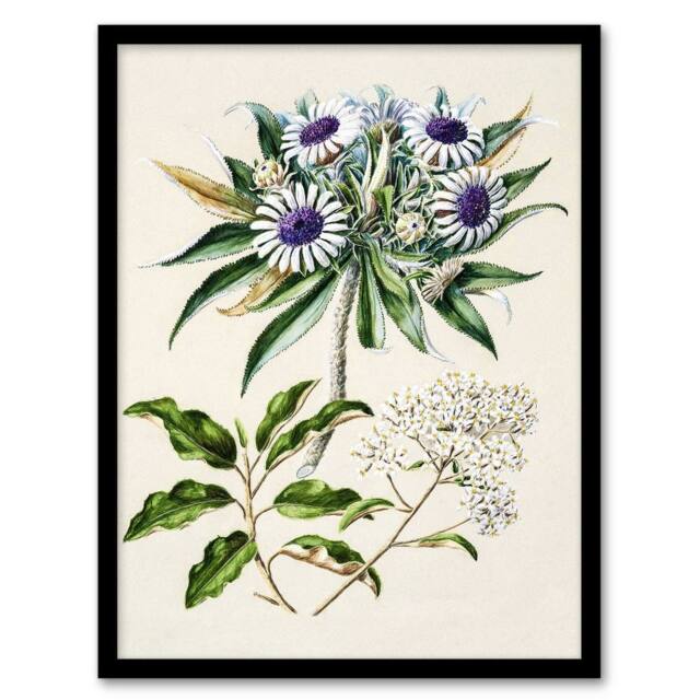 Artery8 New Zealand Teteaweka Plant Flowers Featon Framed Wall Art Print in Beige - Size: A4 - image 1