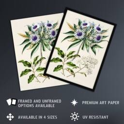Artery8 New Zealand Teteaweka Plant Flowers Featon Framed Wall Art Print in Beige - Size: A4 - thumbnail 2
