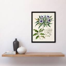 Artery8 New Zealand Teteaweka Plant Flowers Featon Framed Wall Art Print in Beige - Size: A4 - thumbnail 4