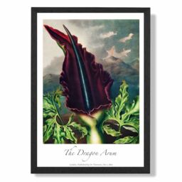 ARTZE Vintage Floral Exhibition - Dragon Arum Flower Framed Print SIZE: A4 with Black Frame in Purple