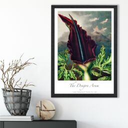 ARTZE Vintage Floral Exhibition - Dragon Arum Flower Framed Print SIZE: A4 with Black Frame in Purple - thumbnail 2