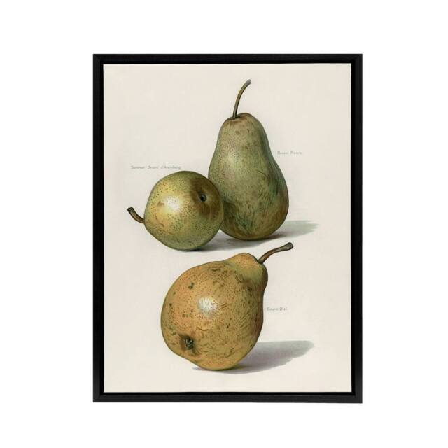 "Artery8 Vintage Illustration of Pear Varieties Wright Framed Canvas Wall Art in White - Size: W12"" x H16""" - image 1