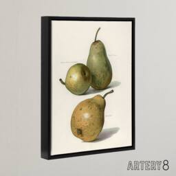 "Artery8 Vintage Illustration of Pear Varieties Wright Framed Canvas Wall Art in White - Size: W12"" x H16""" - thumbnail 2