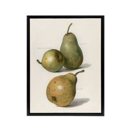 "Artery8 Vintage Illustration of Pear Varieties Wright Framed Canvas Wall Art in White - Size: W12"" x H16""" - thumbnail 1