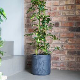Royal Botanic Gardens Kew Kew Stoneware Meadow Planter Midnight 21cm in Grey - thumbnail 1