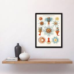 Artery8 Ernst Haeckel Framed Wall Art Print Jellyfish Hydromedusen Hydrozoa in White - Size: A4 - thumbnail 2
