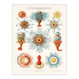 Artery8 Ernst Haeckel Framed Wall Art Print Jellyfish Hydromedusen Hydrozoa in White - Size: A4 - thumbnail 3