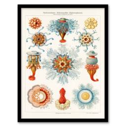 Artery8 Ernst Haeckel Framed Wall Art Print Jellyfish Hydromedusen Hydrozoa in White - Size: A4 - thumbnail 1