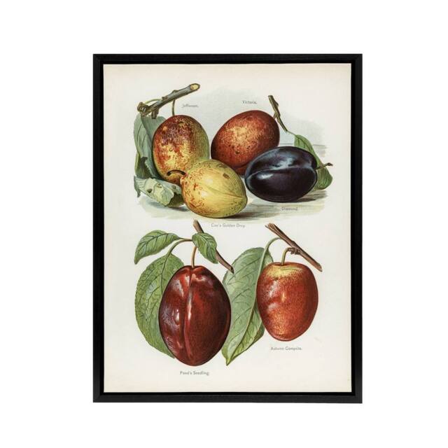 "Artery8 Plum Varieties Vintage illustration Wright Framed Canvas Wall Art in White - Size: W18"" x H24""" - image 1