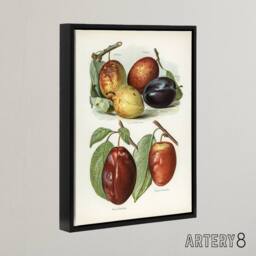 "Artery8 Plum Varieties Vintage illustration Wright Framed Canvas Wall Art in White - Size: W18"" x H24""" - thumbnail 2