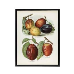 "Artery8 Plum Varieties Vintage illustration Wright Framed Canvas Wall Art in White - Size: W18"" x H24""" - thumbnail 1