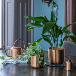 Royal Botanic Gardens Kew Kew Matt Copper Plant Mister 14Cm