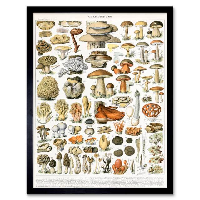 "Wee Blue Coo Millot Encyclopedia Page Mushrooms Variety 12x16"" Framed Art Print - Size: W12"" x H16""" - image 1