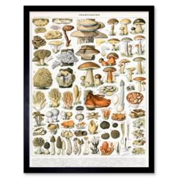 "Wee Blue Coo Millot Encyclopedia Page Mushrooms Variety 12x16"" Framed Art Print - Size: W12"" x H16""" - thumbnail 1